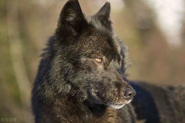 9岁羊死定了，1991年属羊女2022