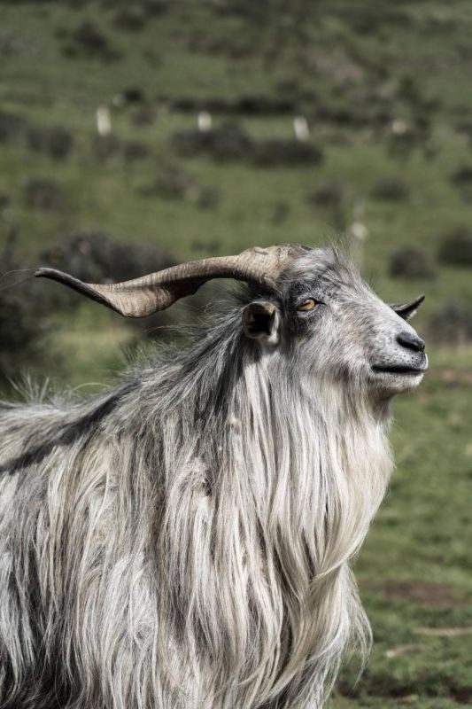 9年属羊女2022年运势，1979年属羊女2022