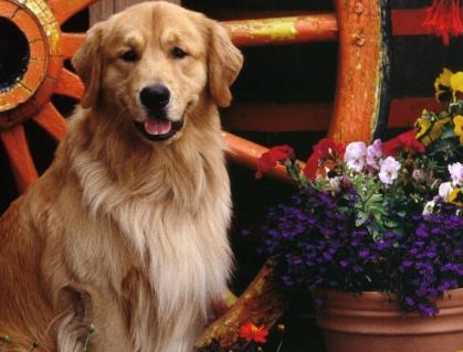 狗年贵人是什么生肖,属狗一生的贵人属相