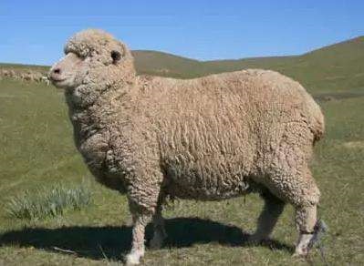 1年男羊和94年狗的命，91羊女和94狗男结婚相克吗"