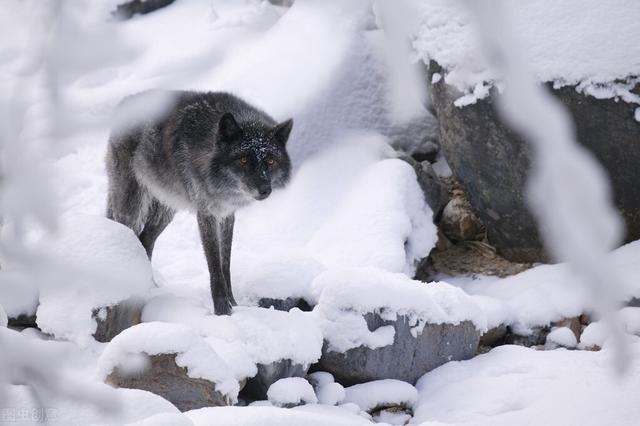 9岁羊死定了，1991年属羊女2022