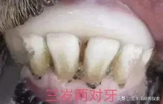 羊6个牙是几岁，羊多长时间扎牙