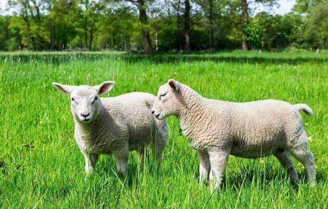 7年属羊人54岁财运男，41岁79年羊女的运势"