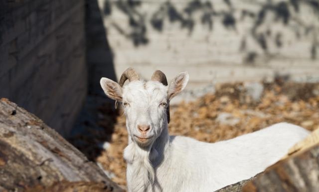 羊的文化象征意义，羊代表什么象征意义