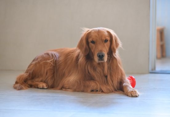 022年属狗的今年多大,生肖狗2023年运势大全"