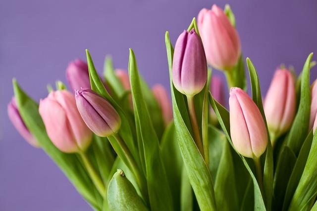 属兔注定的缘分是谁，生肖兔一生都克的生肖