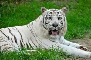 为什么虎年不要孩子，虎年生孩子为什么不吉利