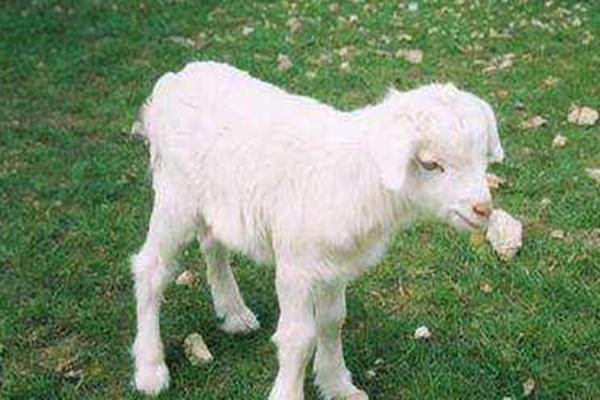 9年属羊女什么时候发财,1979年属羊什么时候发大财"