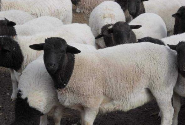 新手养绵羊好还是养山羊好，山羊为什么比绵羊贵