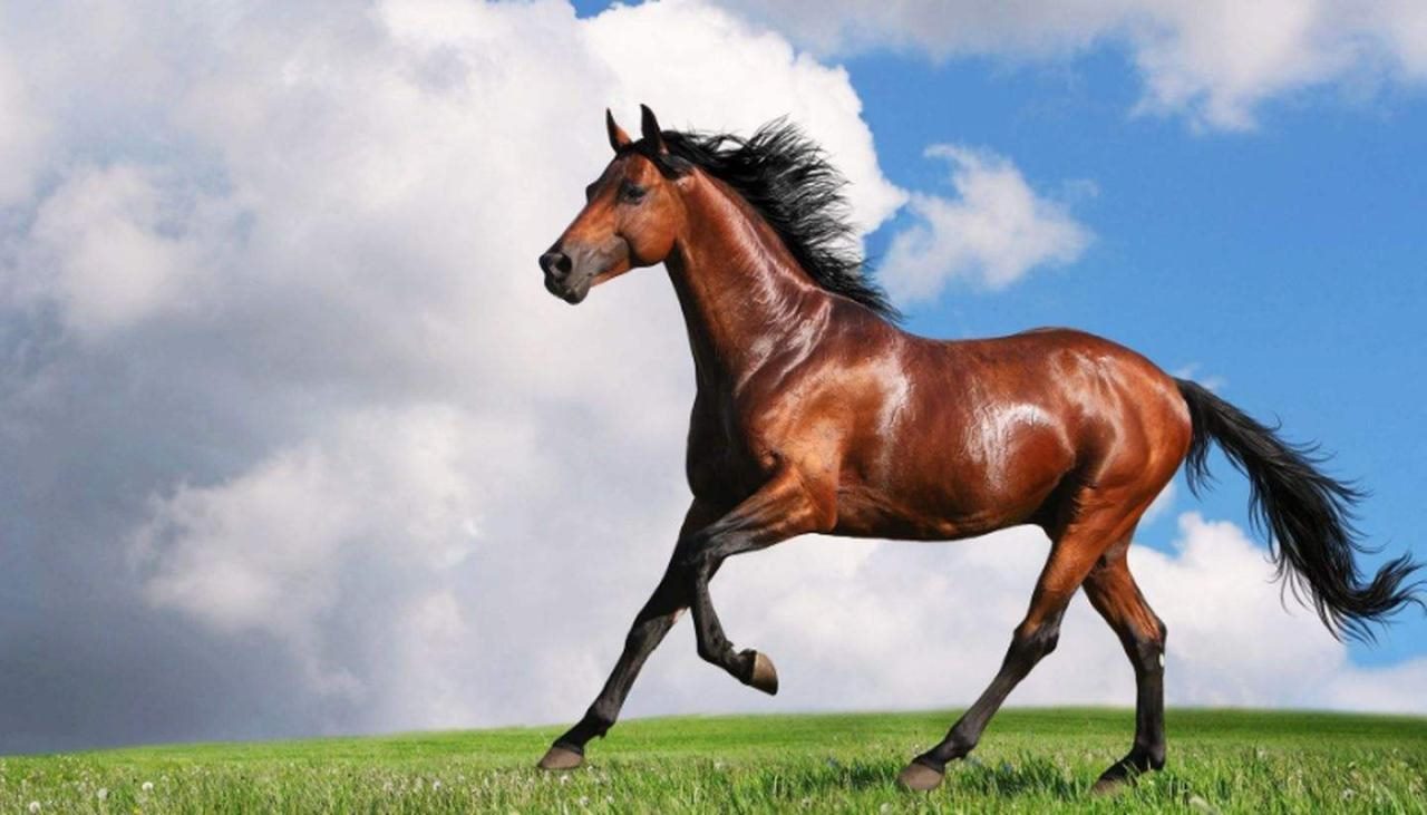 属马女今年运势如何，2022 属马人全年运势女