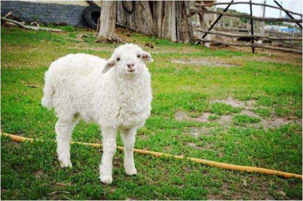 7年羊是什么命呢，免费生辰八字五行查询"