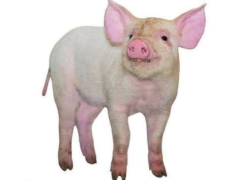 生肖属相相克相冲查询，万年历生肖相冲查询表