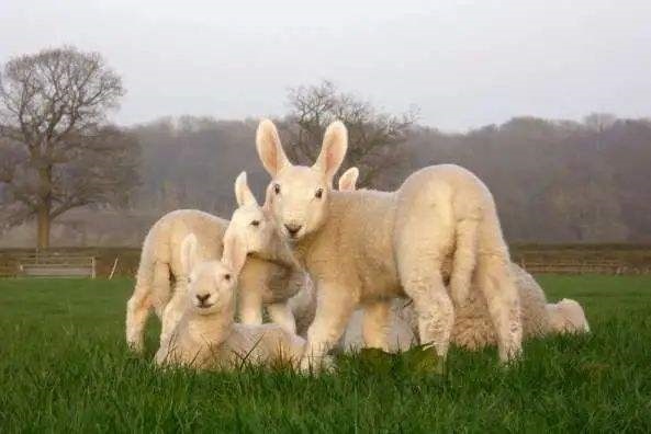 967年属羊是什么火命，属羊与属狗的明星夫妻"