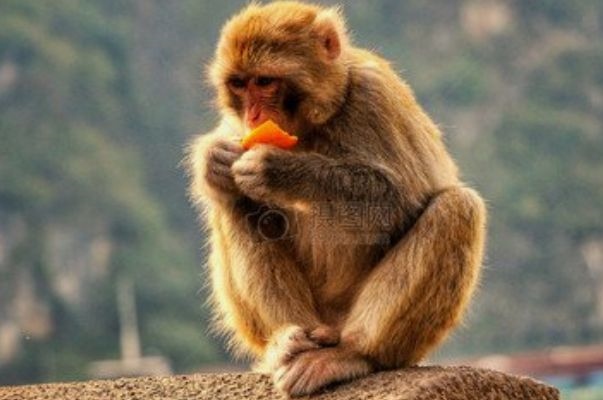 猴女几月出生更好,生肖猴女更好的出生时辰