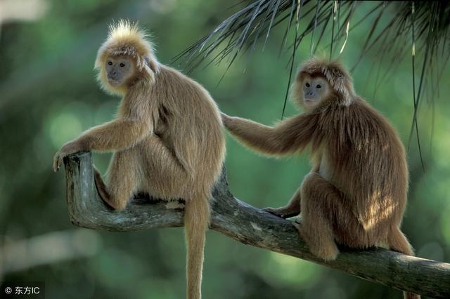 022年属猴的运势和财运,2022