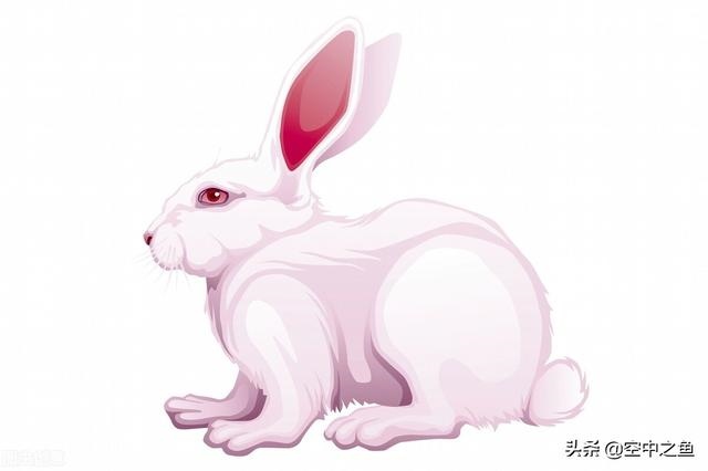 属兔的今年运气怎么样好不好，2022 年兔年运势及运程