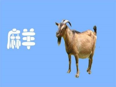 991年的羊是什么命女，91属羊人三大劫2022