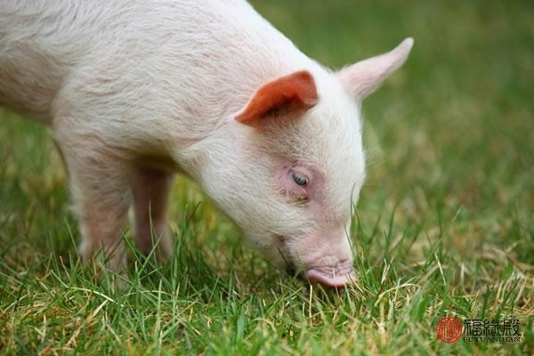 5属猪女人婚姻命运,95属猪姻缘何时到"