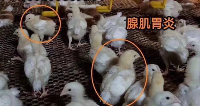 为什么两只羊活不长，猴跟羊活不长什么意思