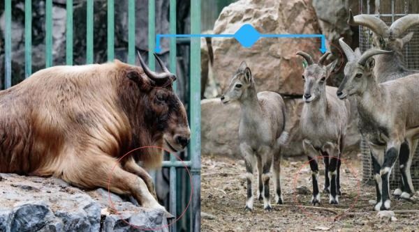 1年属羊女生牛宝宝好不好,牛宝宝和羊爸爸冲吗"