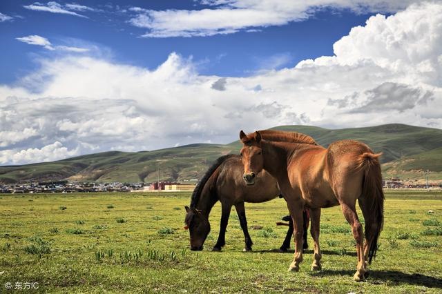 966年是火命还是水命，31的马是什么命"