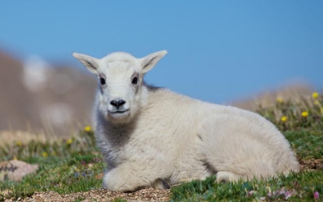 羊的文化象征意义，羊代表什么象征意义