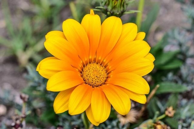 属狗人2022年全年运势女性，2022年属狗运势完整版