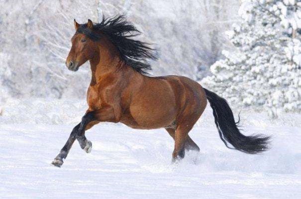 8年属马43岁是哪一年,1978年43岁命属马命吗"