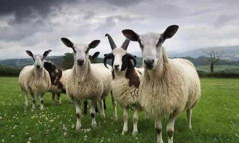 9年羊2022年运势如何，1987年属兔2022年运势"