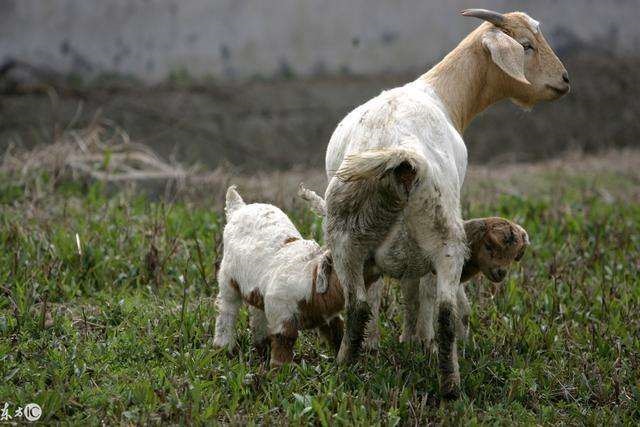 7年的羊是什么命啊，2003年属羊的是什么命"