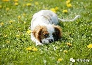 0年属狗2022年运势如何,属虎2022年运势及运程每月运程"