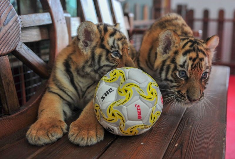 属虎男与属羊女相配吗,属虎男和属羊女的合不合