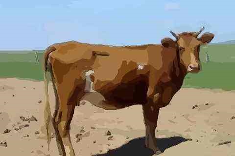 属马的和属牛的配吗，85牛男和90马女结婚了