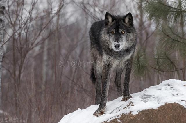 9岁羊死定了，1991年属羊女2022