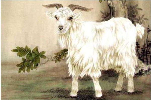 属虎男与属羊女相配吗,属虎男和属羊女的合不合