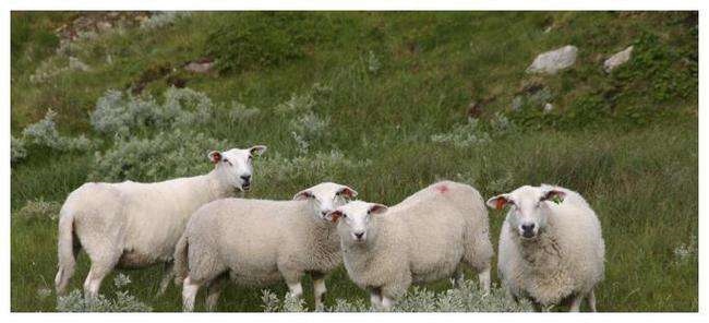 属羊的适合做生意吗,一个人适合做什么生意