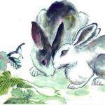 属兔配什么生肖,属兔2022 年运势及运程