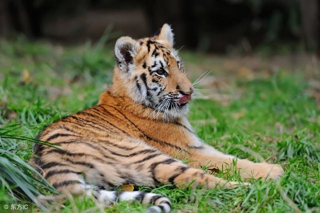 2年属虎的命运,62年出生属虎今年命运"