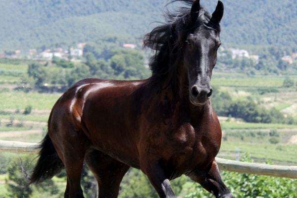 8年属马43岁是哪一年，1978年属马人43岁大难"