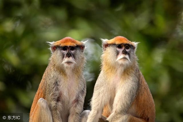 022年属猴的运势和财运,2022