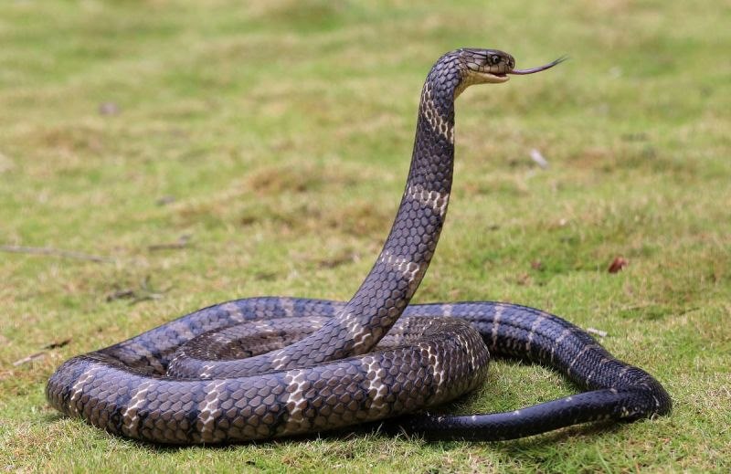 蛇爸爸生虎宝宝好，蛇爸爸和虎宝宝相冲吗