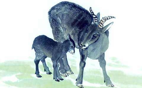 属羊7月出生是什么命,1991属羊7月出生是什么命