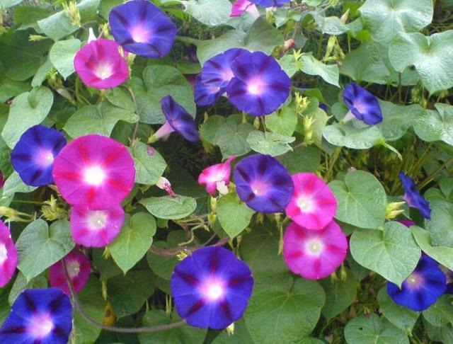 属羊的吉祥属相是什么，2003年属羊的吉祥物