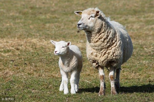 9年属羊流年运势，生肖羊要历经2喜1灾"