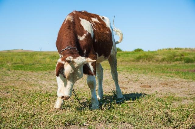 7年属牛24岁桃花劫，1997年几月牛命苦"