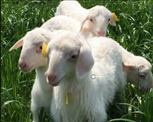 属羊人2022年多大了，2022年运势更好的生肖