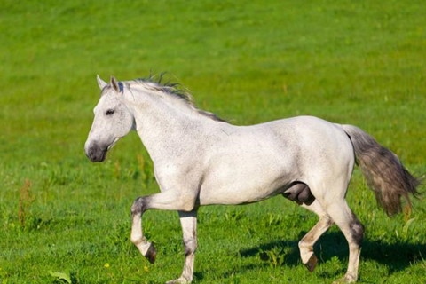 8年属马过了44岁的运势,78属马人2022