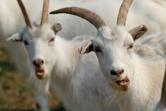 991年属羊一生的财运,生肖属羊人一生财运"