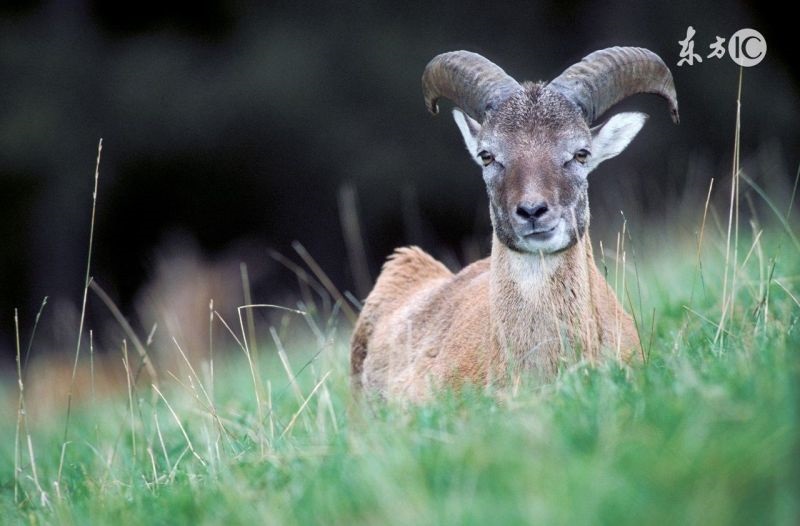 属羊7月出生是什么命,1991属羊7月出生是什么命