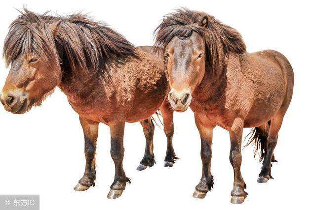 022年属马女的运势，属马的2022年运势如何"